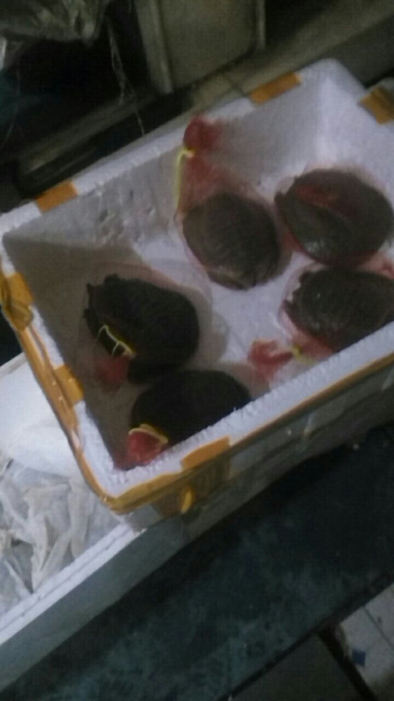 生态甲鱼，按斤分档销售，价格可商议