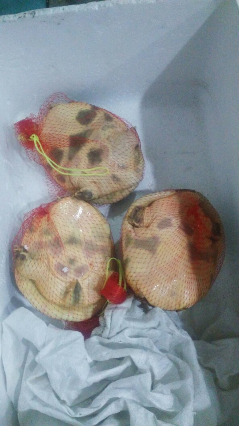 生态甲鱼，按斤分档销售，价格可商议