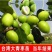 青枣树苗蜜丝枣苹果枣大青枣庭院种植当年结果南北方果树包邮