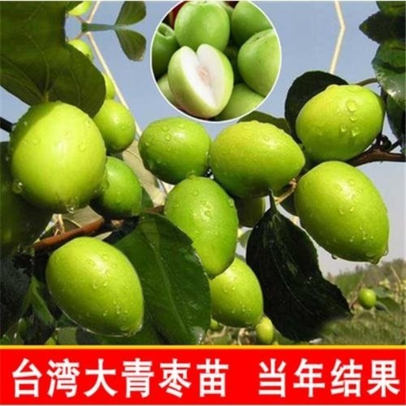 青枣树苗蜜丝枣苹果枣大青枣庭院种植当年结果南北方果树包邮