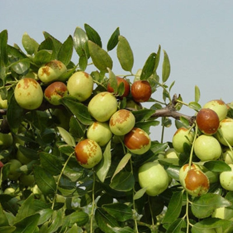青枣树苗蜜丝枣苹果枣大青枣庭院种植当年结果南北方果树包邮