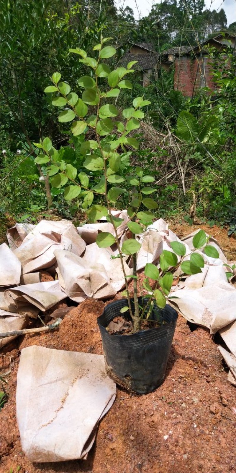 青枣树苗蜜丝枣苹果枣大青枣庭院种植当年结果南北方果树包邮