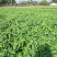 青枣树苗蜜丝枣苹果枣大青枣庭院种植当年结果南北方果树包邮