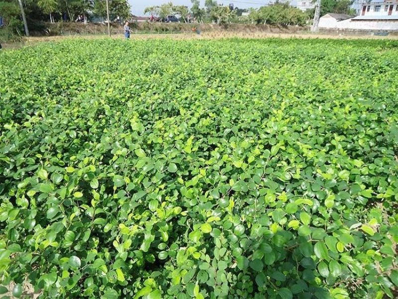 青枣树苗蜜丝枣苹果枣大青枣庭院种植当年结果南北方果树包邮