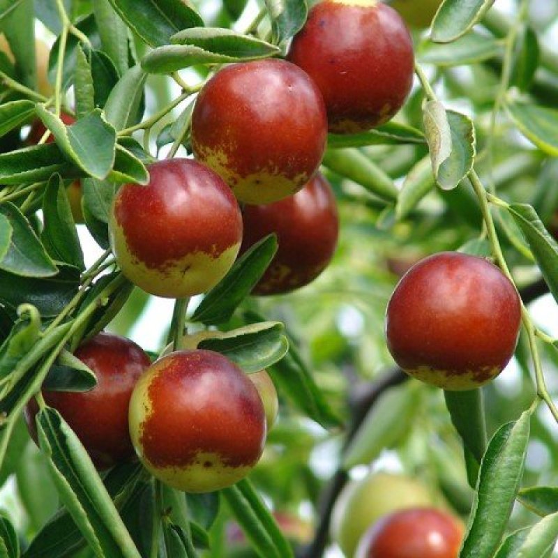 青枣树苗蜜丝枣苹果枣大青枣庭院种植当年结果南北方果树包邮