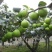 青枣树苗蜜丝枣苹果枣大青枣庭院种植当年结果南北方果树包邮