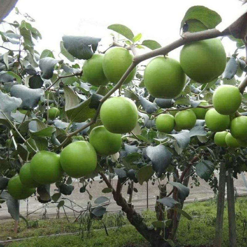 青枣树苗蜜丝枣苹果枣大青枣庭院种植当年结果南北方果树包邮