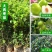 青枣树苗蜜丝枣苹果枣大青枣庭院种植当年结果南北方果树包邮