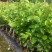 青枣树苗蜜丝枣苹果枣大青枣庭院种植当年结果南北方果树包邮