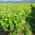 青枣树苗蜜丝枣苹果枣大青枣庭院种植当年结果南北方果树包邮