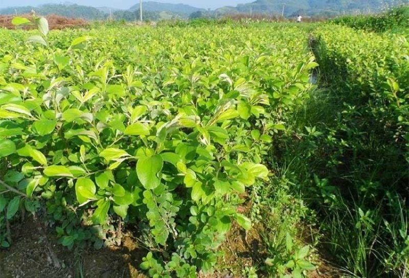 青枣树苗蜜丝枣苹果枣大青枣庭院种植当年结果南北方果树包邮