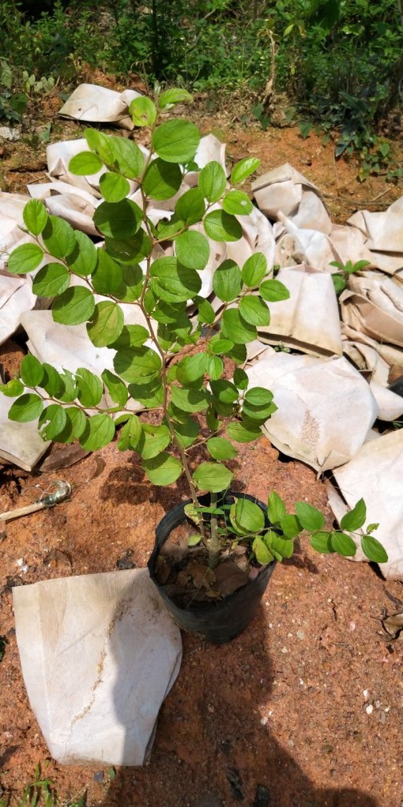 青枣树苗蜜丝枣苹果枣大青枣庭院种植当年结果南北方果树包邮