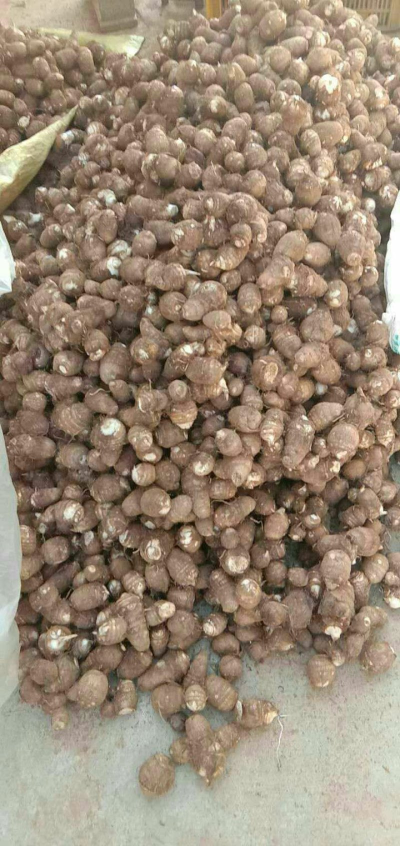 芋头8520毛芋头产地直发分拣大球中球全国物流发货