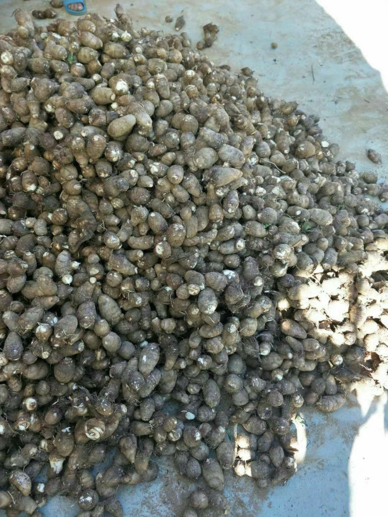 芋头8520毛芋头产地直发分拣大球中球全国物流发货