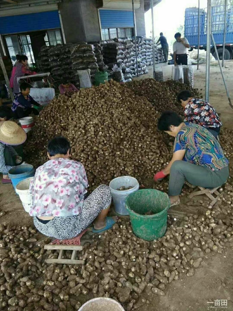 芋头8520毛芋头产地直发分拣大球中球全国物流发货