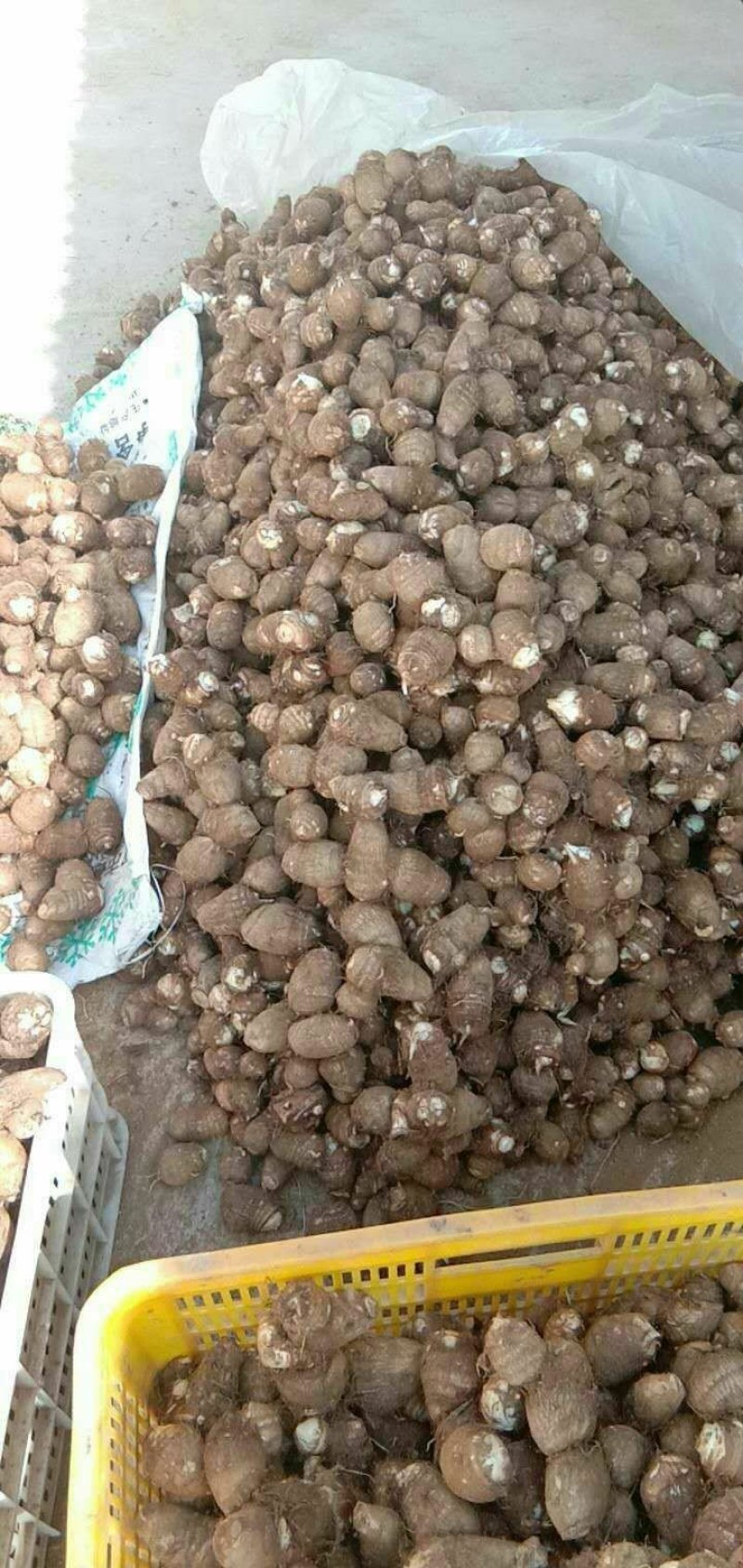 芋头8520毛芋头产地直发分拣大球中球全国物流发货