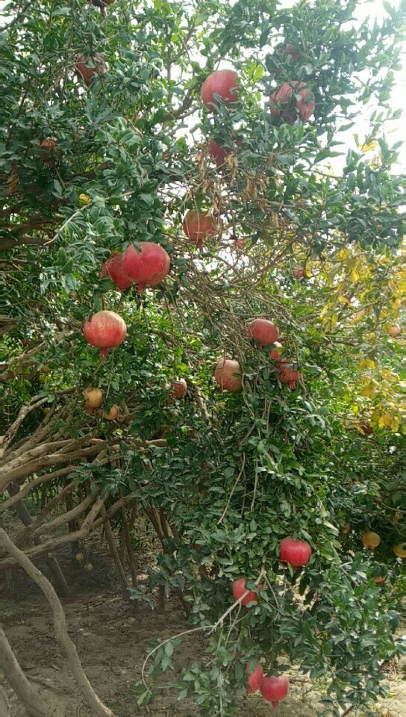寓东果业联盟正宗新疆和田皮山皮雅曼石榴十月有约