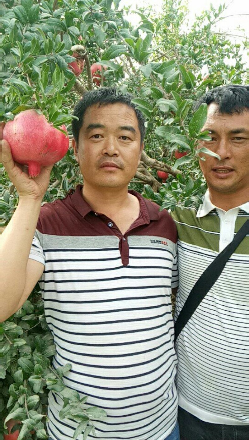 寓东果业联盟正宗新疆和田皮山皮雅曼石榴十月有约