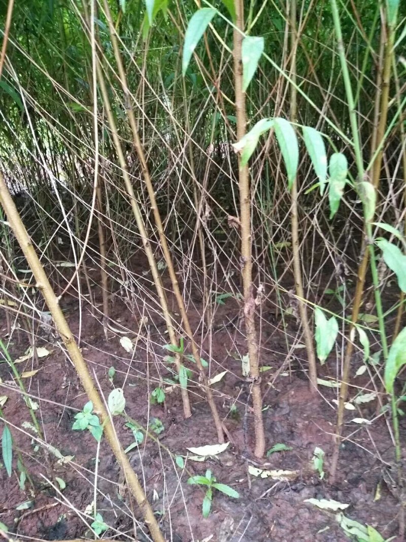 毛桃苗，实生毛桃苗，直生毛桃苗，桃树苗批发