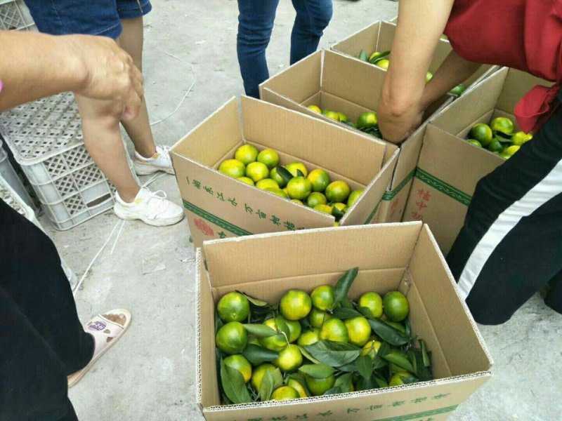 65到80郴州市东江湖早熟桔子