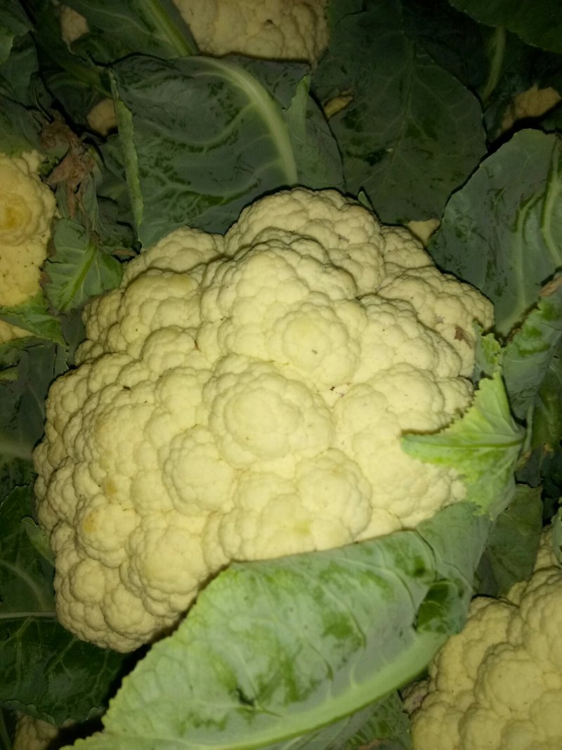 菜花