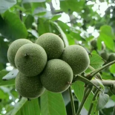 早实薄壳核桃苗，嫁接核桃苗，核桃苗批发。基地直销。
