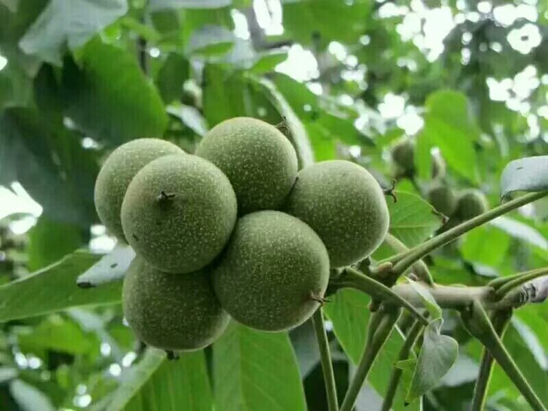 早实薄壳核桃苗，嫁接核桃苗，核桃苗批发。基地直销。
