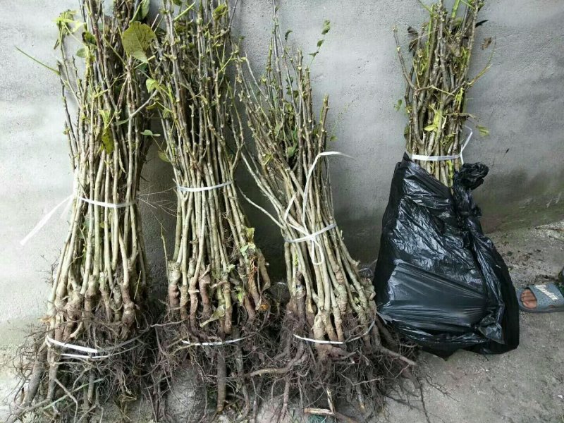 早实薄壳核桃苗，嫁接核桃苗，核桃苗批发。基地直销。