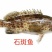 供大量多种新鲜急冻的上等质优价廉海鲜产品