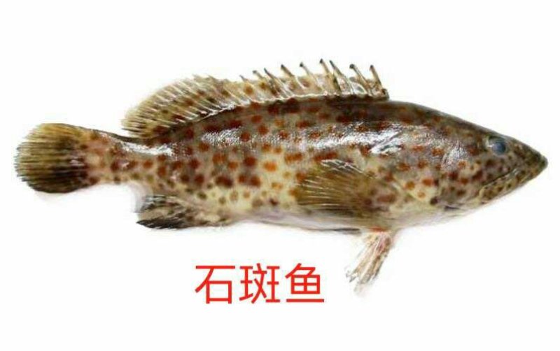 供大量多种新鲜急冻的上等质优价廉海鲜产品