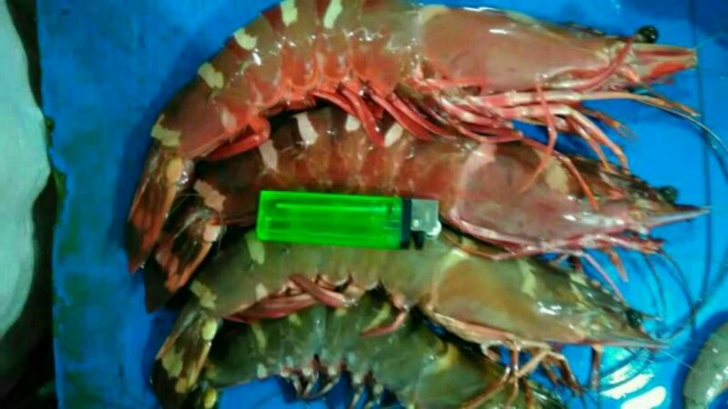 供大量多种新鲜急冻的上等质优价廉海鲜产品