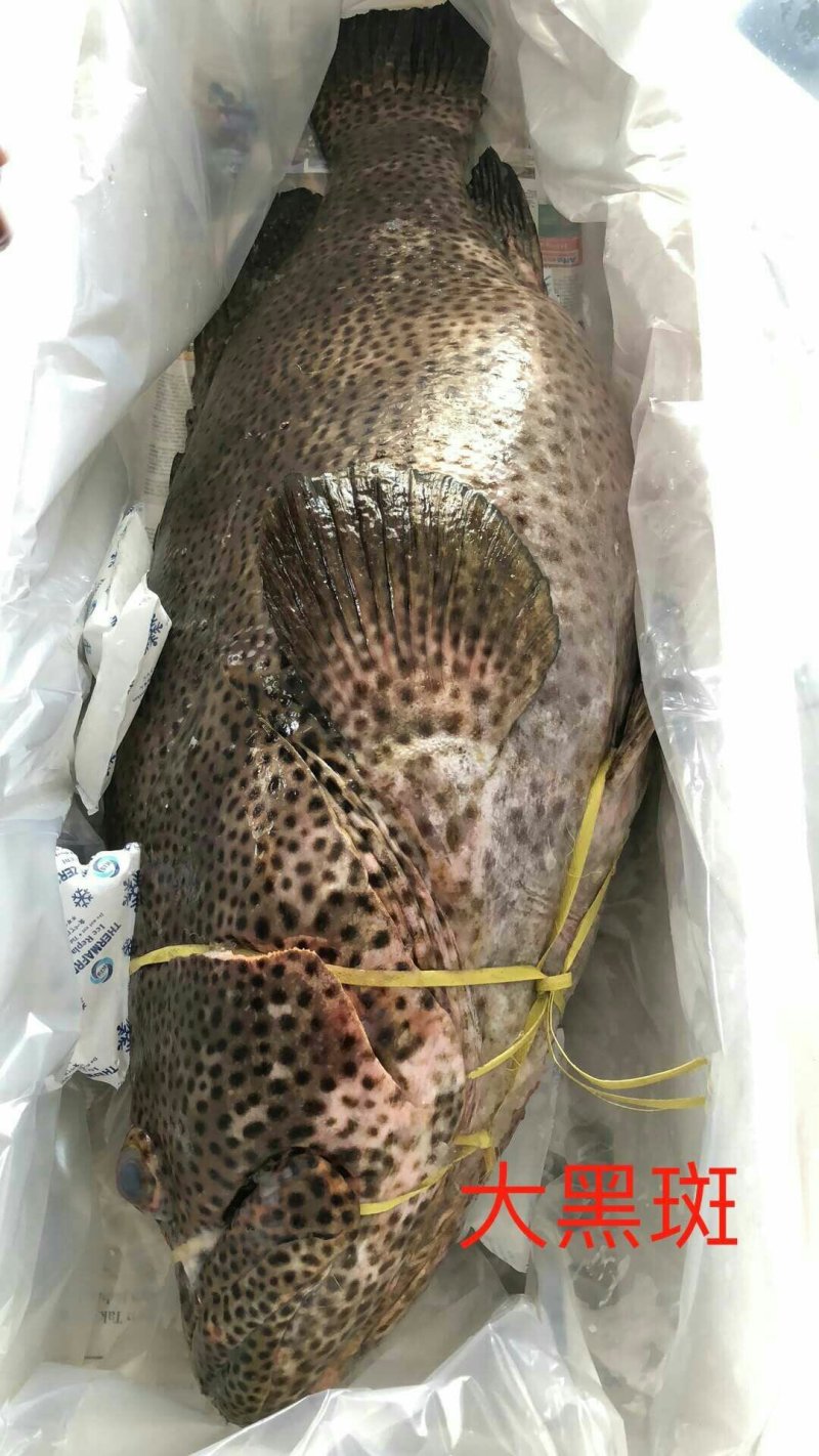 供大量多种新鲜急冻的上等质优价廉海鲜产品
