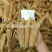 供大量多种新鲜急冻的上等质优价廉海鲜产品