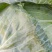 扁包菜大量上市中诚信代办