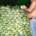 扁包菜大量上市中诚信代办