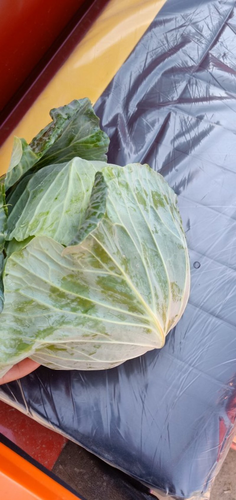 扁包菜大量上市中诚信代办