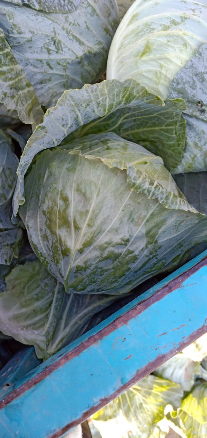 扁包菜大量上市中诚信代办