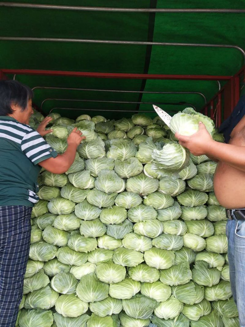 扁包菜大量上市中诚信代办