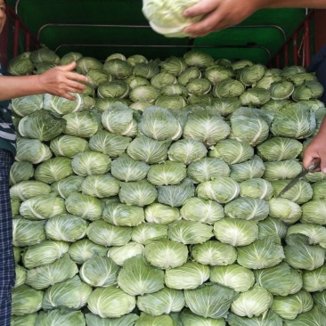 扁包菜大量上市中诚信代办