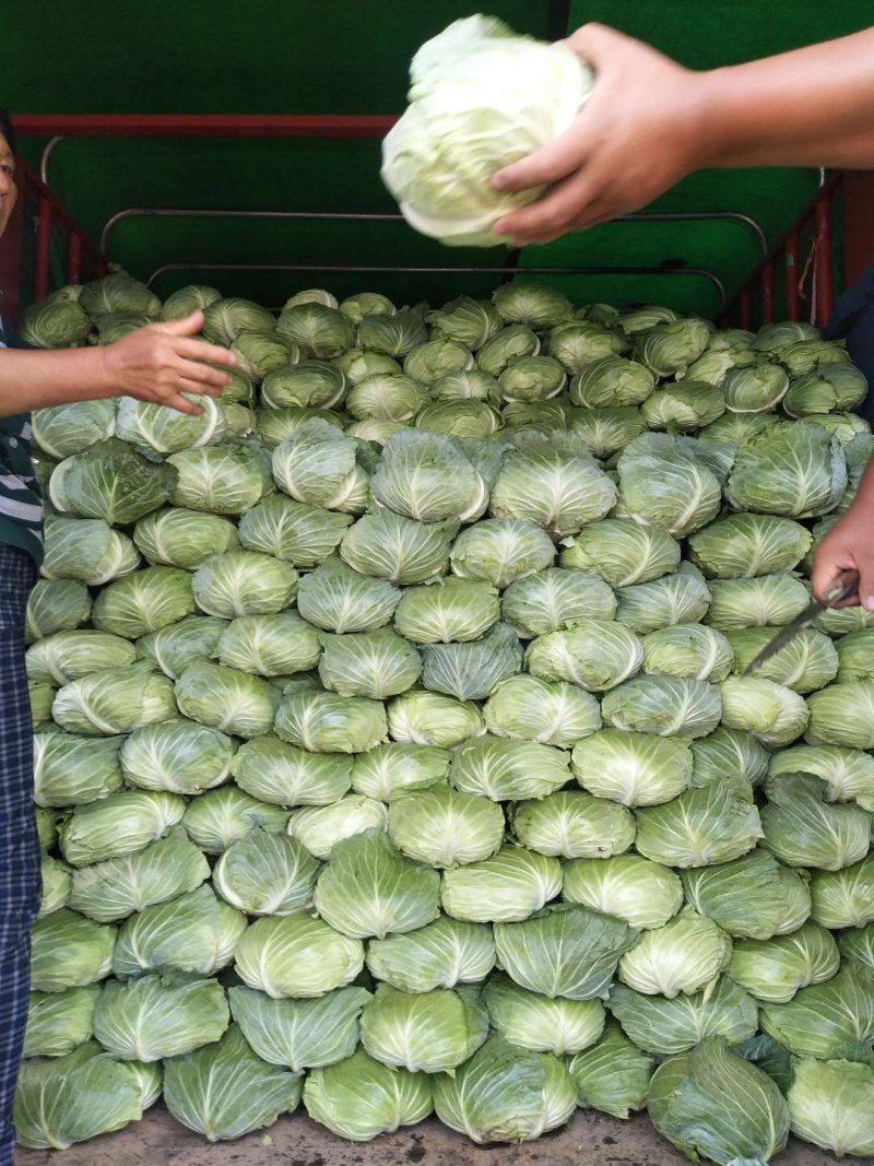 扁包菜大量上市中诚信代办