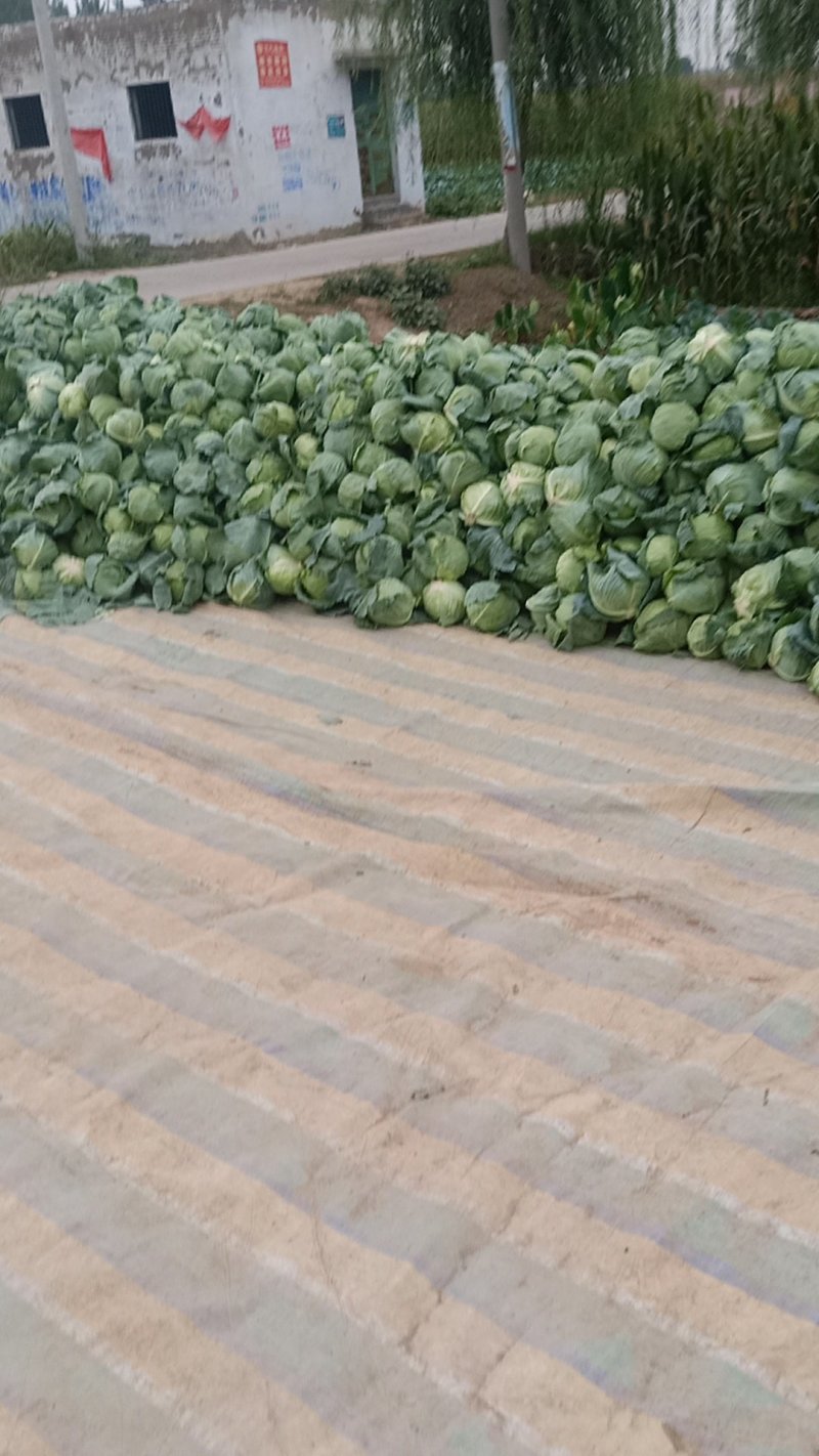 扁包菜大量上市中诚信代办