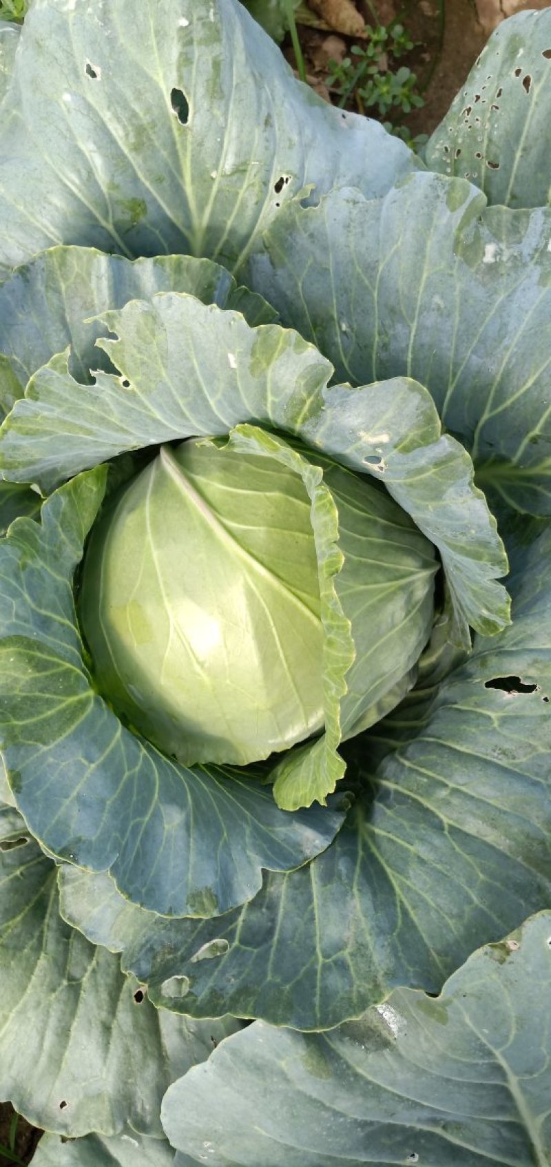 圆包菜
