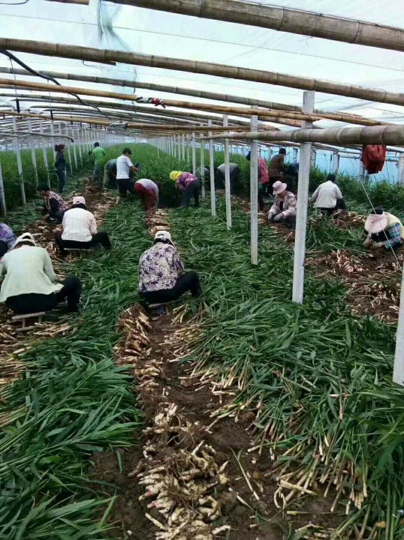鲜姜山东鲜姜山东生姜生姜批发生姜生姜价格