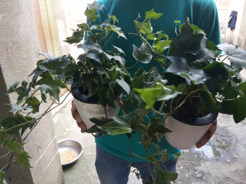 常青藤带盆栽好