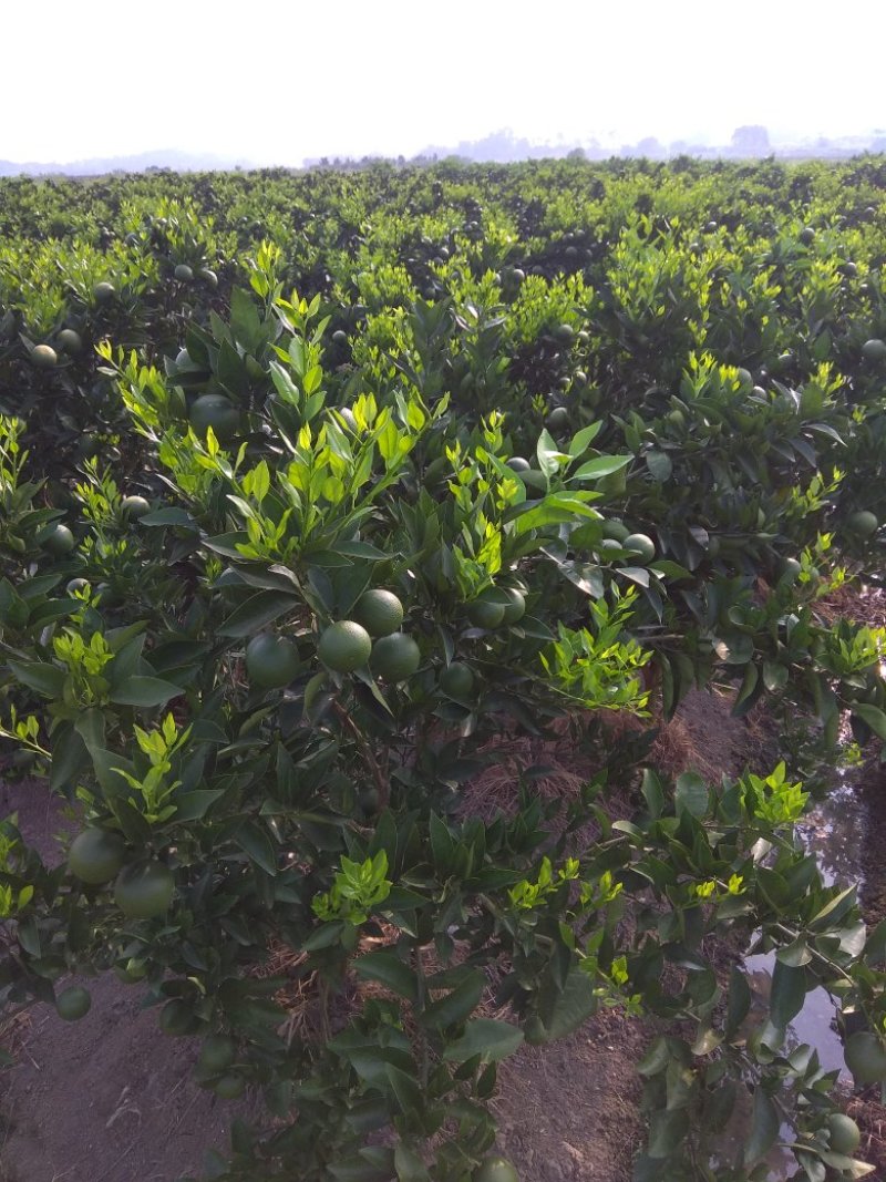 夏橙地苗，包正宗假一赔十，杯苗提供免费种植技术