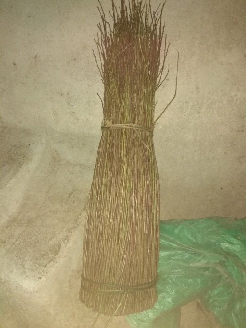 早李苗，早熟三华李，包正宗，假一赔十，提供免费种植技术