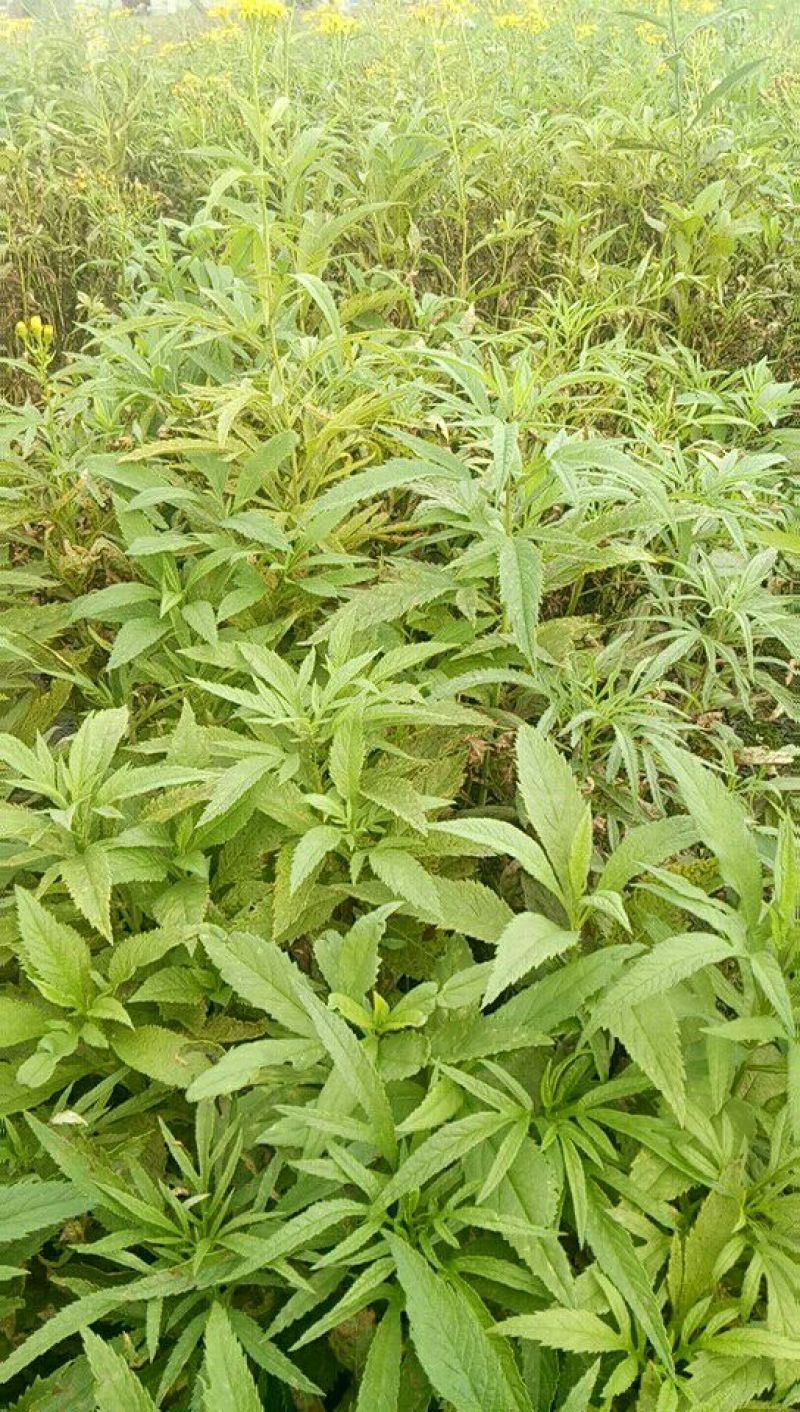 返魂草小苗