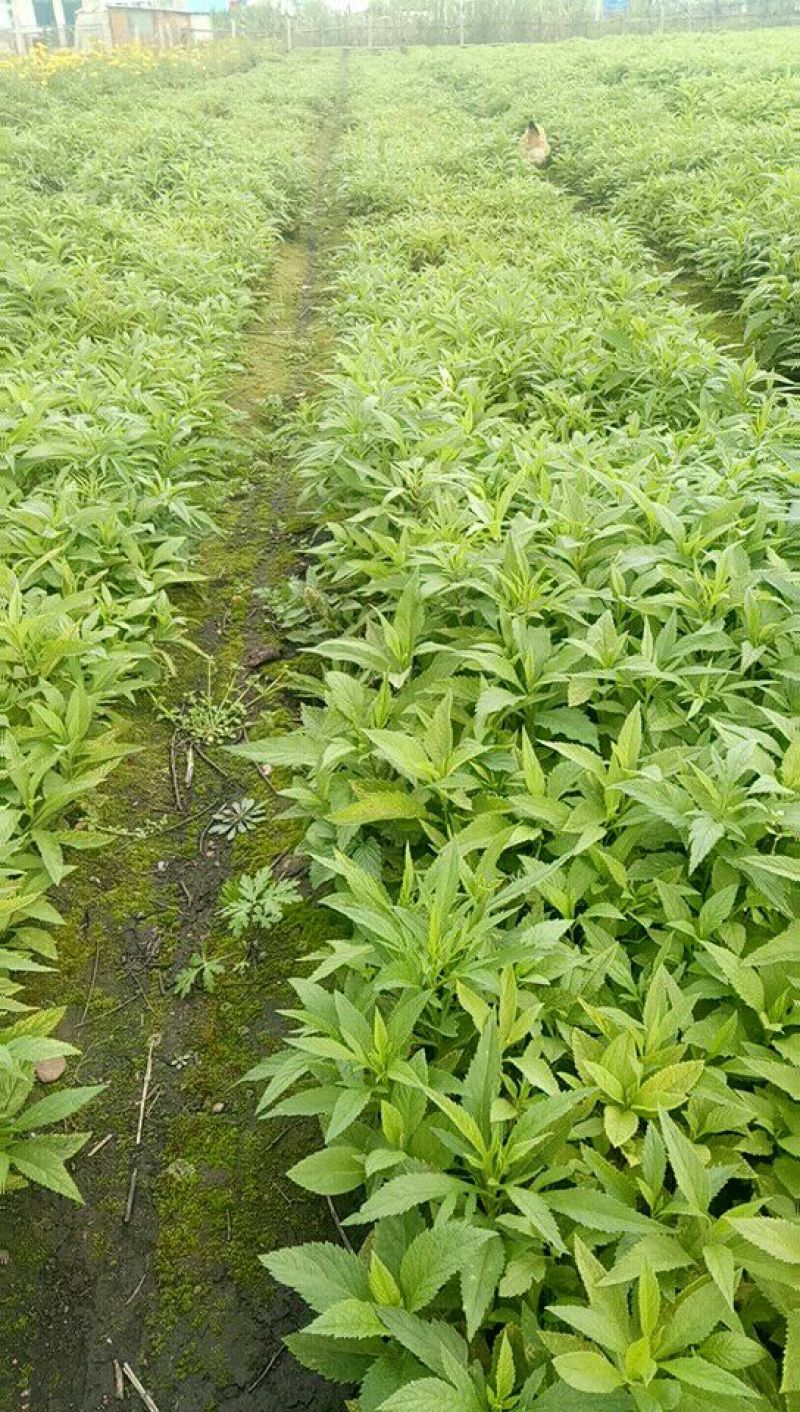 返魂草小苗