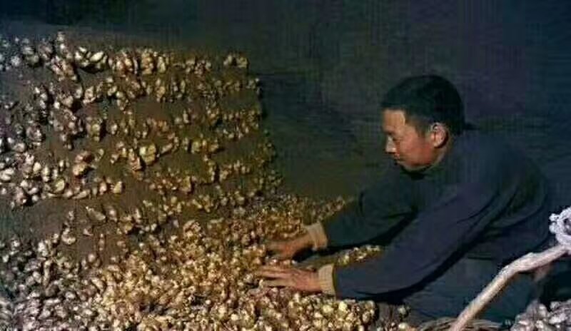 鲜姜【面姜】大黄姜小黄姜大量上市颜色好辣味浓