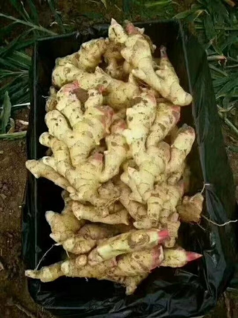 鲜姜【面姜】大黄姜小黄姜大量上市颜色好辣味浓
